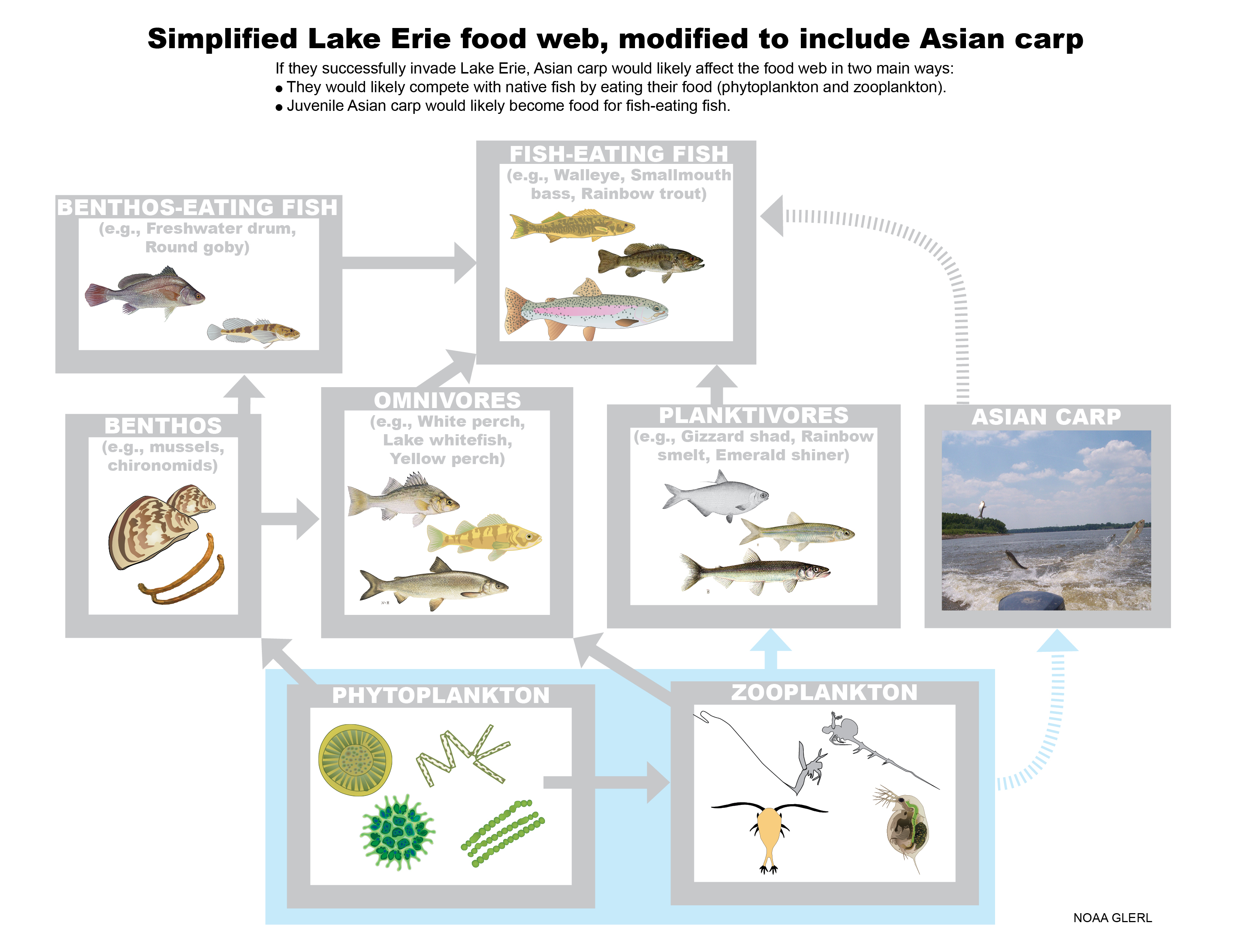 Show an asian carp food web