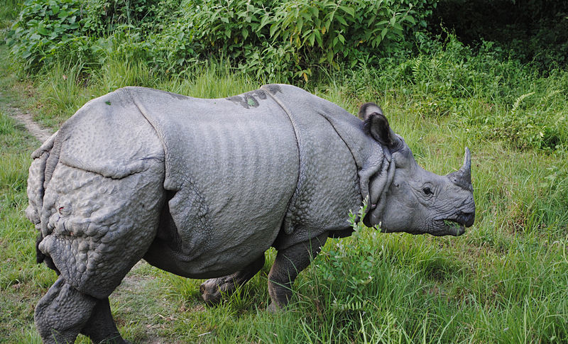 Asian one-horned rhino
