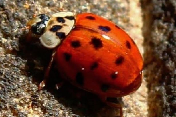 Touchdown reccomend Asian lady beetle fungus
