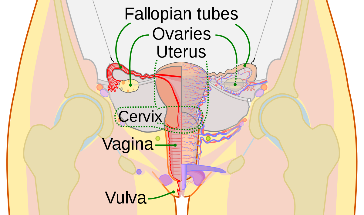 Snappie recommend best of Cervix view and pussy gaping.
