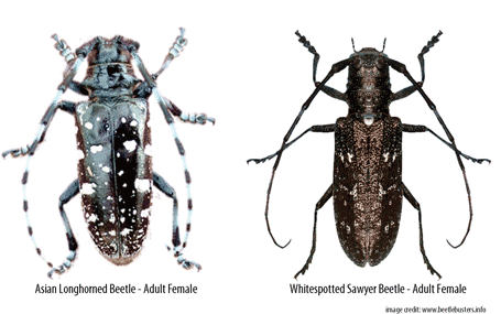 best of Beetle Asian adaptations introduced longhorned