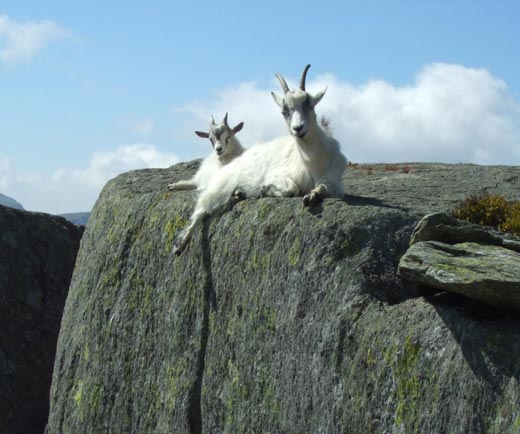Dragonfly reccomend Asian mountain goat asian