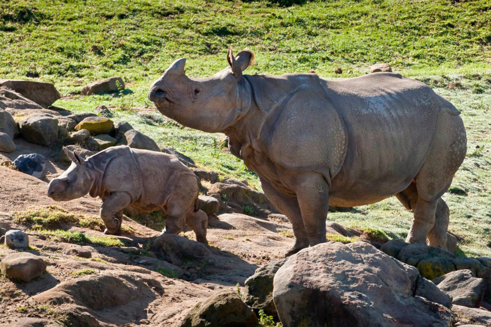 Asian one-horned rhino