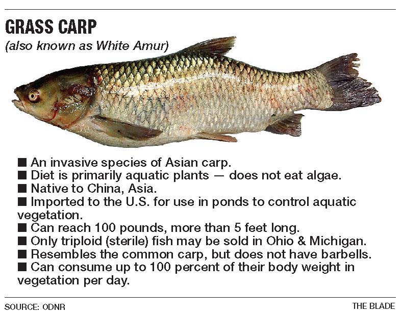 best of Carp habitat Asian