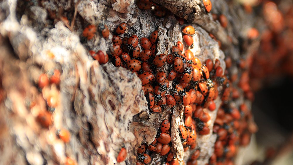 Ghost recommend best of Asian lady beetle fungus