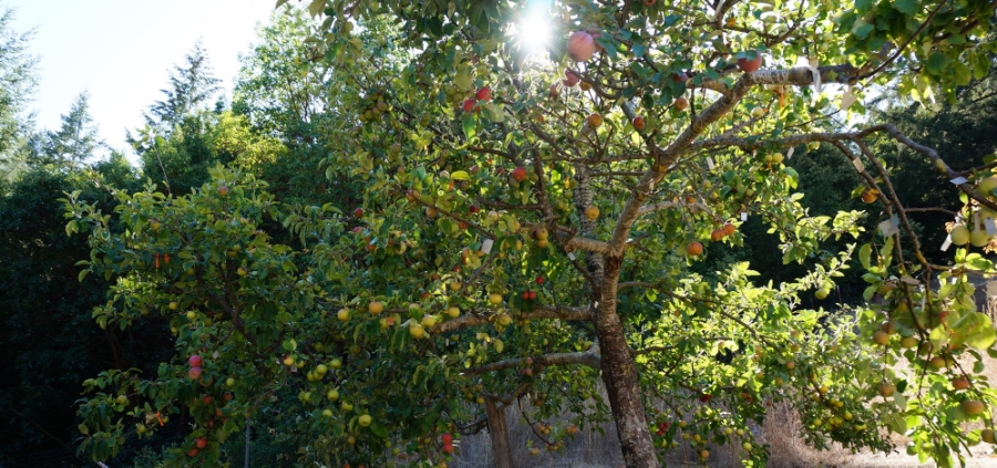 Asian pear 4-way graft trees
