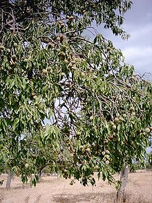 Almond tree mature