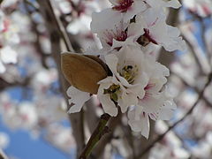 best of Tree mature Almond