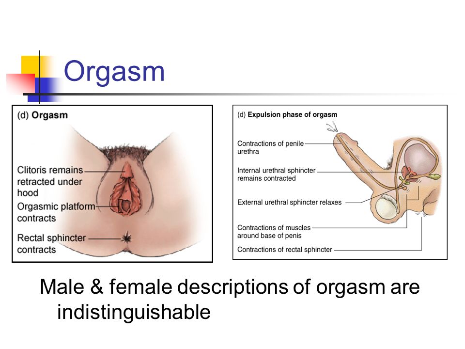 best of Sex orgasm of anatomy