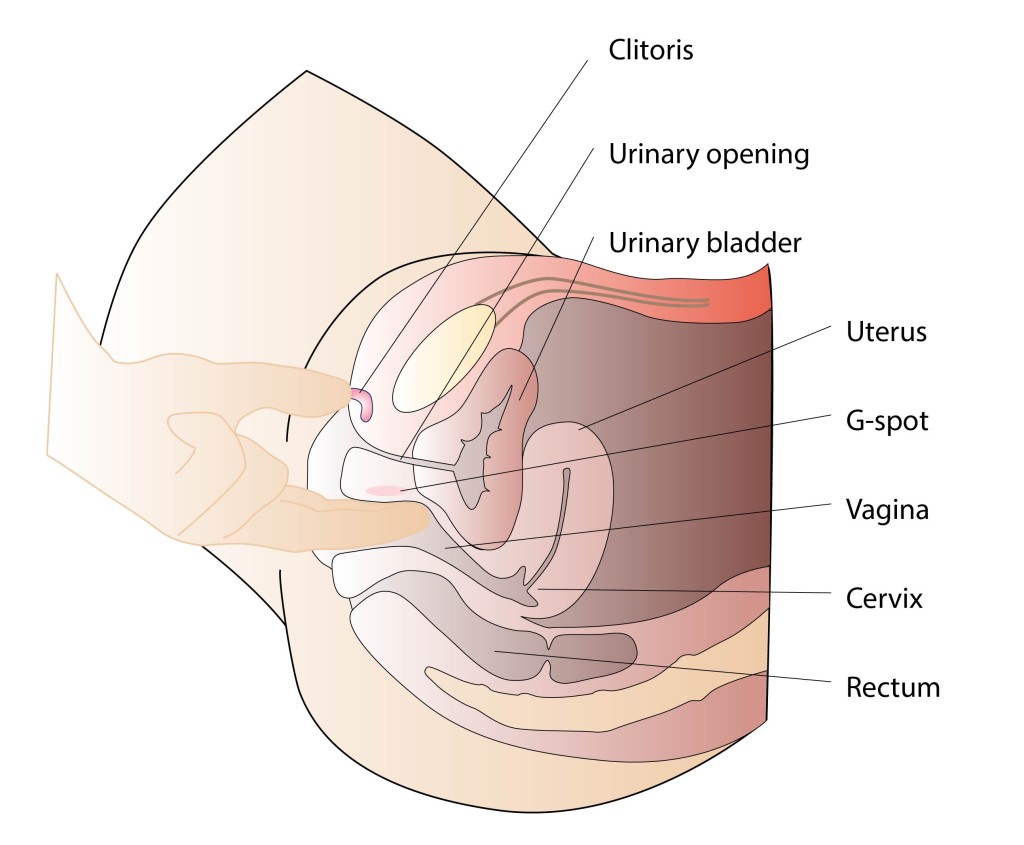 best of Sex orgasm of anatomy
