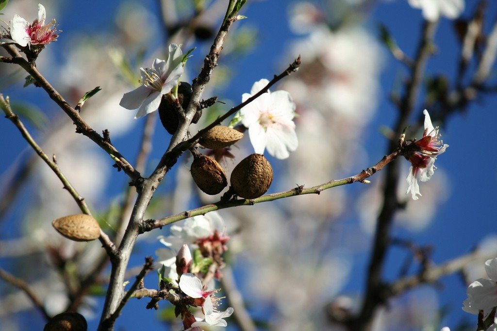 Almond tree mature