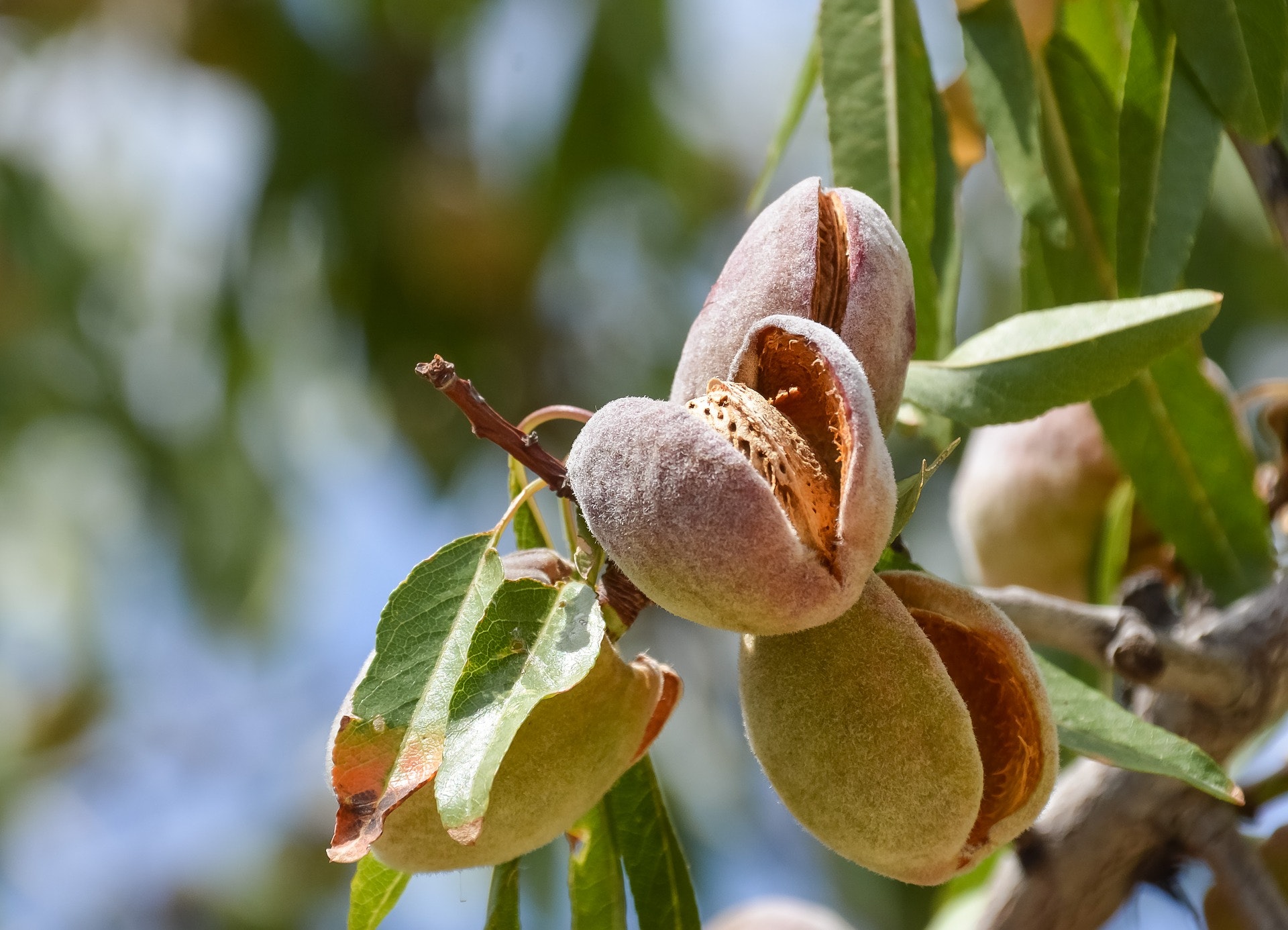 Button reccomend Almond tree mature