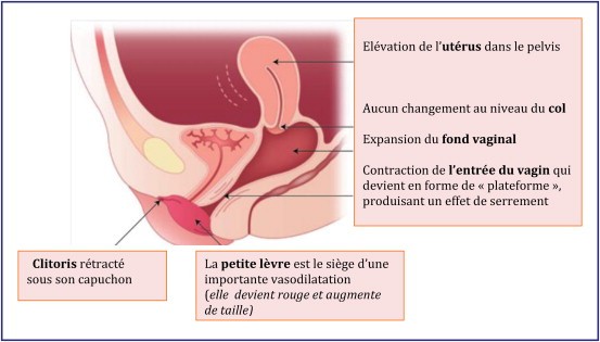 Cul de orgasm sac uterine