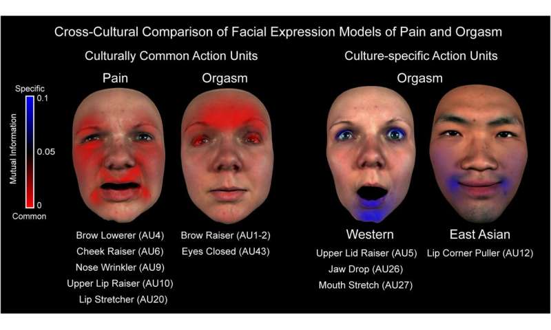 Female facial expression orgasm male