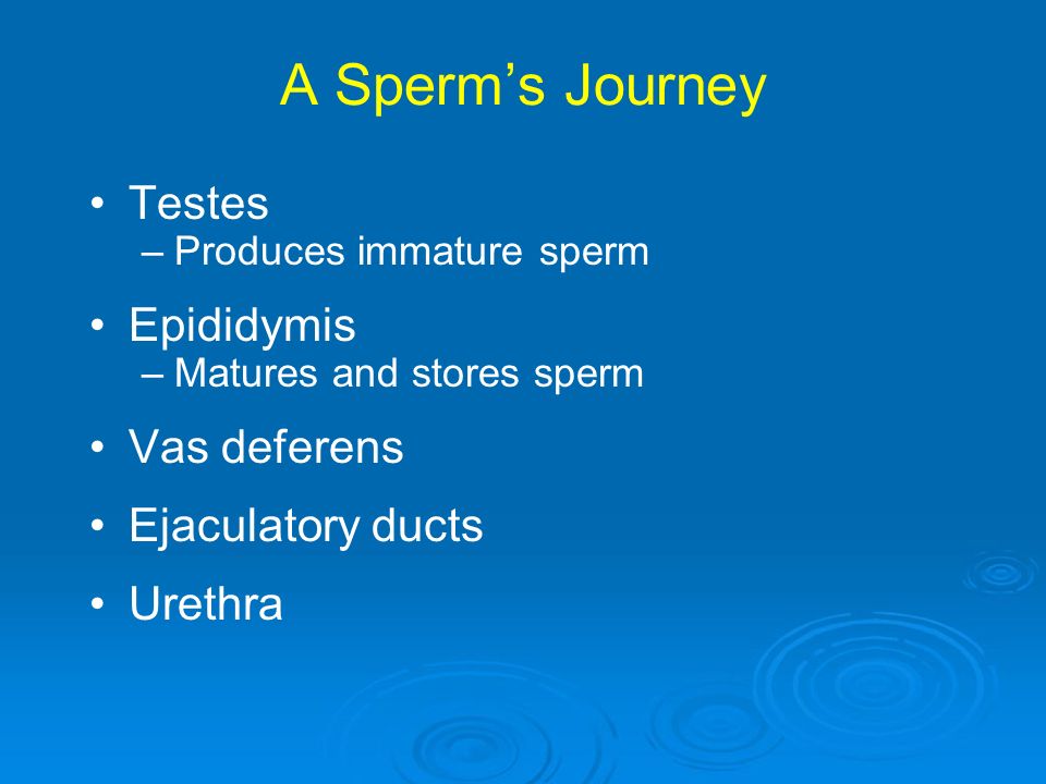 Immature sperm cells
