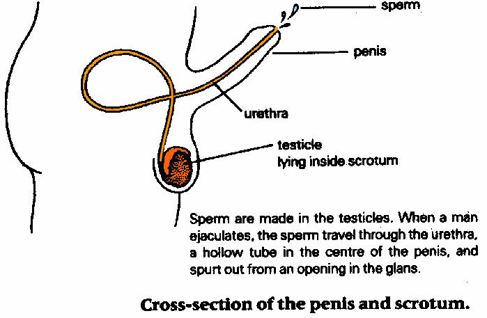 Jessica R. reccomend Orgasm frequency versus sperm count