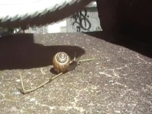 Lady reccomend walk over snail