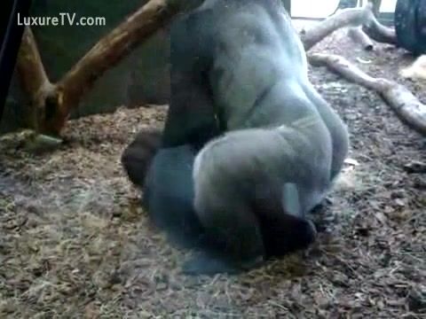 Story of slut fucked by gorilla
